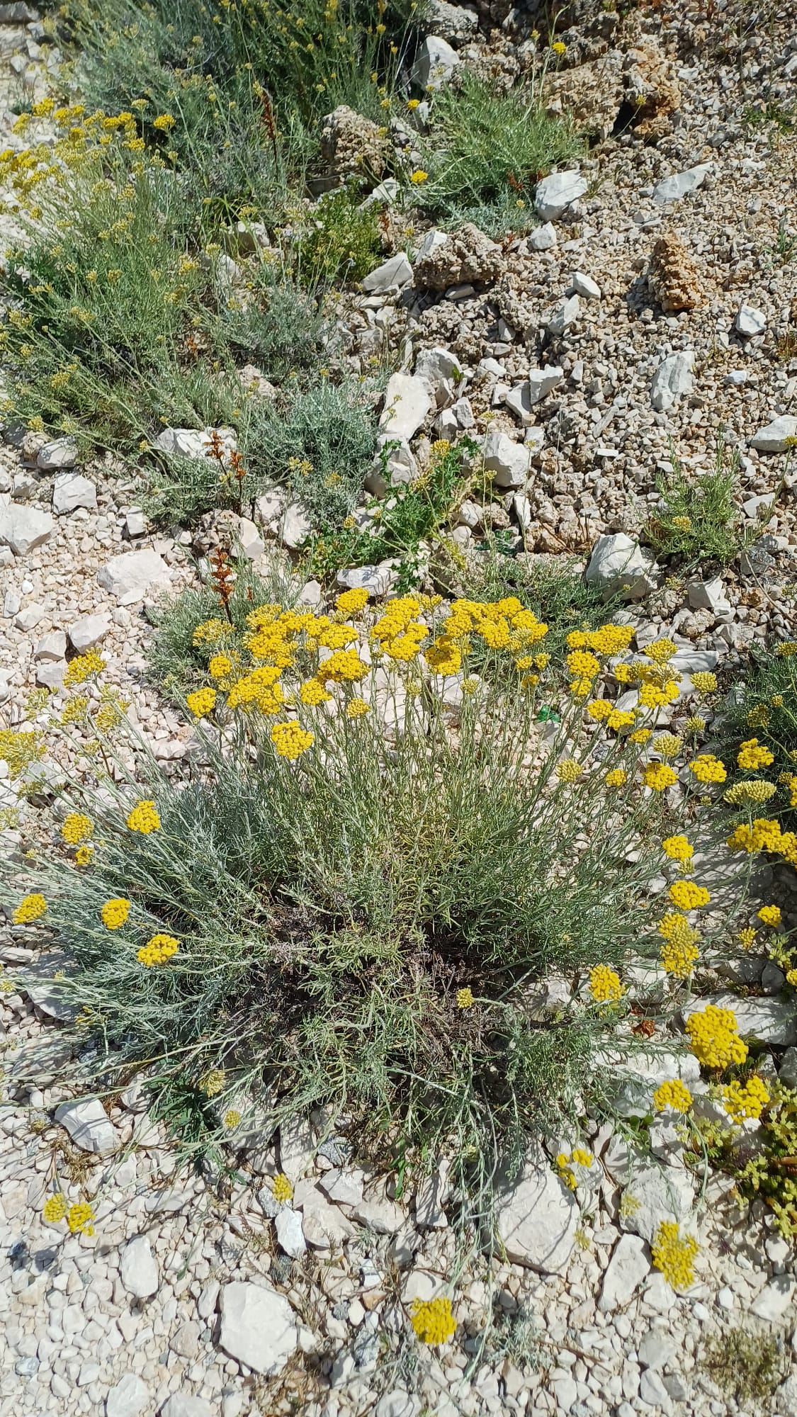 IMG-20240530-WA0133